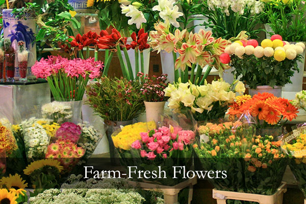 Farm-Fresh Flowers, Scarlett's Flowers, Bradenton Florida Flower Shop