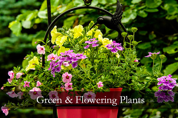 Green Plants, Flowering Plants, Florist Bradenton Florida