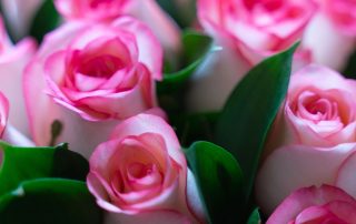 Roses, Ecuadorian Roses, Florist Bradenton Florida